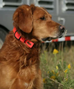 Camping & Hunting AVERY SPORTING DOG Standard Collar
