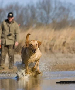 AVERY SPORTING DOG 2