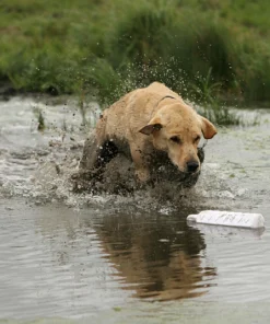 AVERY SPORTING DOG 3