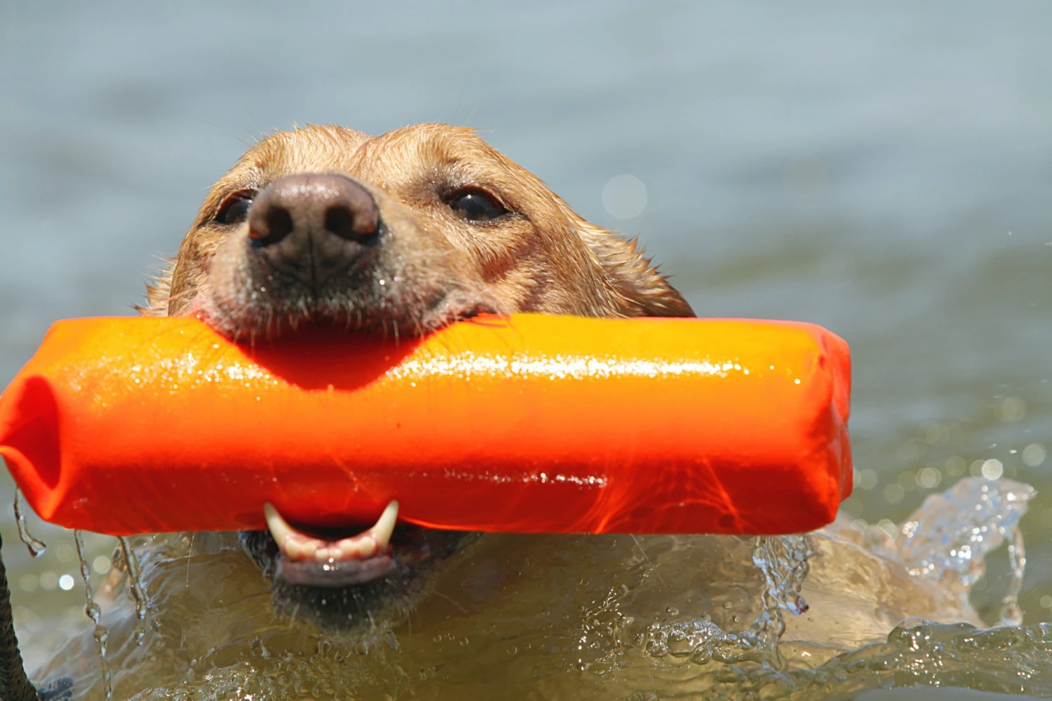 Dogs AVERY SPORTING DOG 3" Canvas Bumper 7 Dogs AVERY SPORTING DOG 3" Canvas Bumper