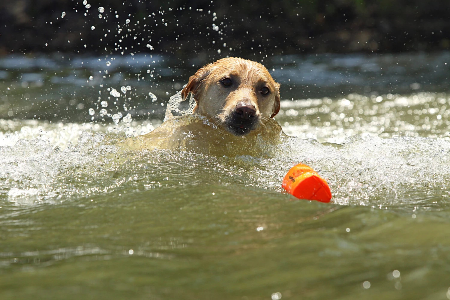 Dogs AVERY SPORTING DOG 3" Canvas Bumper 6 Dogs AVERY SPORTING DOG 3" Canvas Bumper