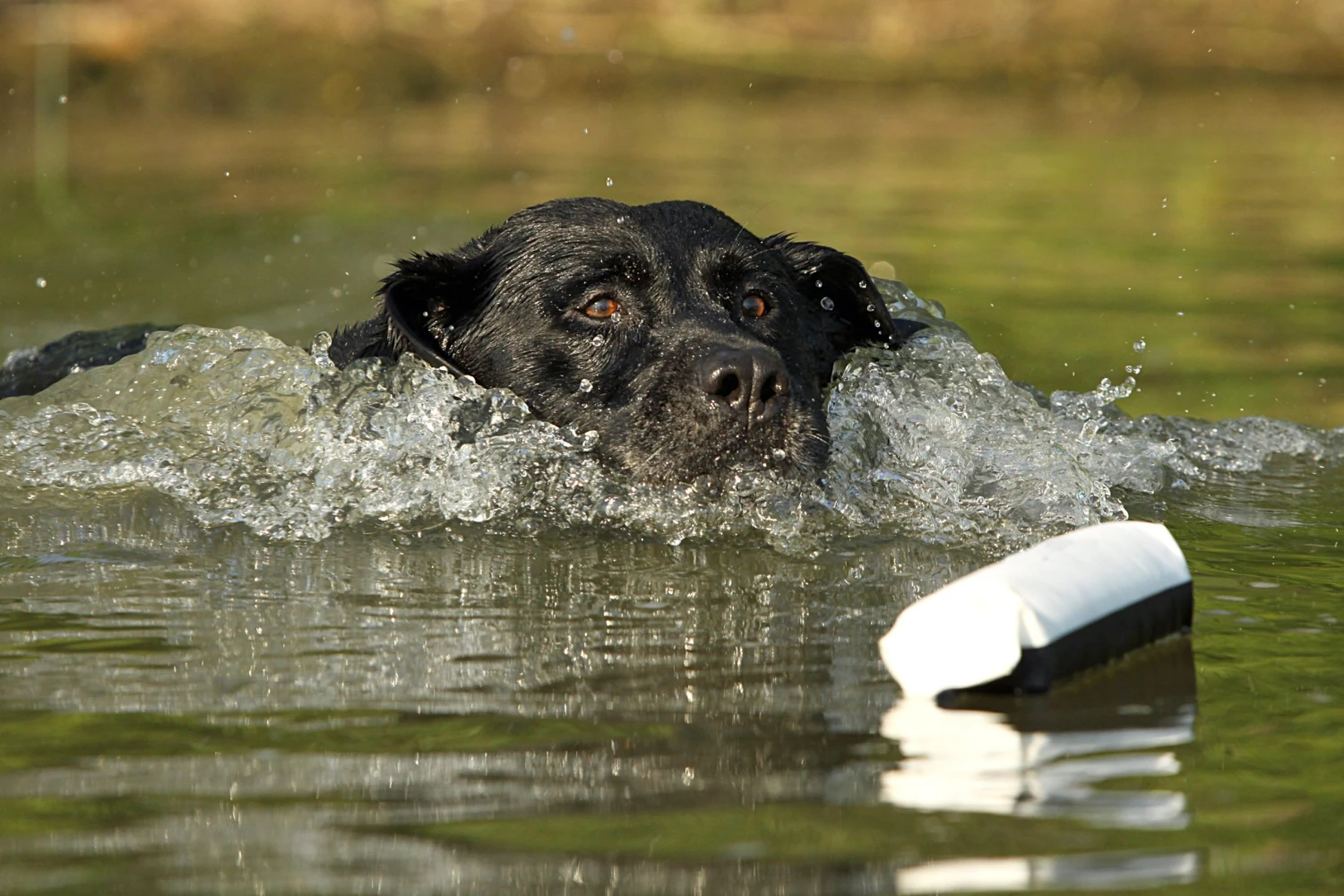 Dogs AVERY SPORTING DOG 3" Canvas Bumper 4 Dogs AVERY SPORTING DOG 3" Canvas Bumper