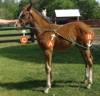 Udderly EZ EZ BUCK-A-LONG TRAINING ROPE 2 Udderly EZ EZ BUCK-A-LONG TRAINING ROPE