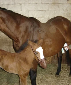 Home, Farm & Garden EZ - UDDERLY EZ HAND MARE MILKERS 7 Home, Farm & Garden EZ - UDDERLY EZ HAND MARE MILKERS