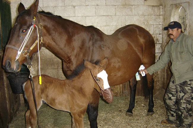 Home, Farm & Garden EZ - UDDERLY EZ HAND MARE MILKERS 4 Home, Farm & Garden EZ - UDDERLY EZ HAND MARE MILKERS