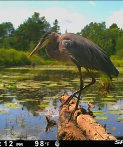 SPYPOINT LINK-MICRO-LTE CELLULAR TRAIL CAMERA