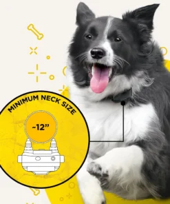 Dogs DOGTRA IQ PLUS TRAINING SYSTEM 7 Dogs DOGTRA IQ PLUS TRAINING SYSTEM