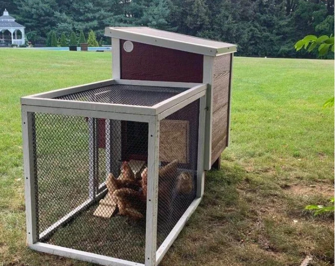 OverEZ Chicken Coops OverEZ Coop In A Box 6 OverEZ Chicken Coops OverEZ Coop In A Box