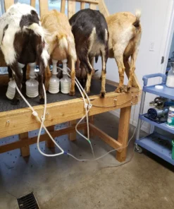 Udderly EZ EZ - ULTIMATE EZ MILKER BUCKETS Home, Farm & Garden 9 Udderly EZ EZ - ULTIMATE EZ MILKER BUCKETS Home, Farm & Garden