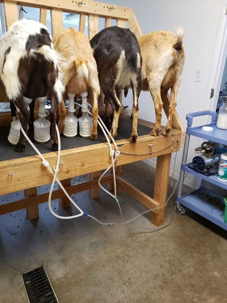 Udderly EZ EZ - ULTIMATE EZ MILKER BUCKETS Home, Farm & Garden 4 Udderly EZ EZ - ULTIMATE EZ MILKER BUCKETS Home, Farm & Garden