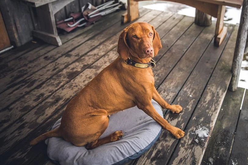 Klymit Moon Dog Bed 10 Klymit Moon Dog Bed