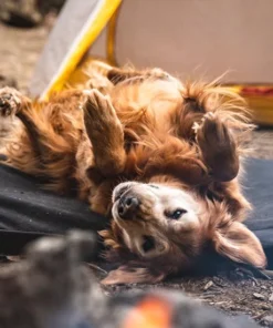 Klymit Moon Dog Bed 17 Klymit Moon Dog Bed