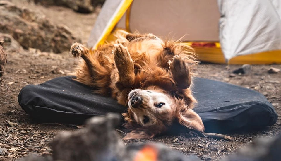 Klymit Moon Dog Bed 8 Klymit Moon Dog Bed